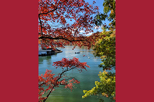 view behind trees of lake